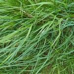 Elymus pungens Blatt