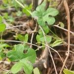 Kedrostis leloja Leaf