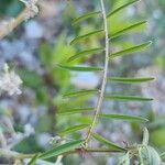 Vicia monantha Leaf