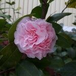Camellia japonica Virág