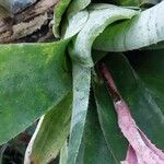 Aechmea fasciata Leaf