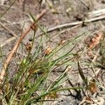 Juncus bulbosus Fruit