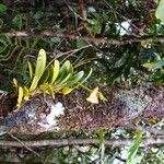 Bulbophyllum apodum Облик