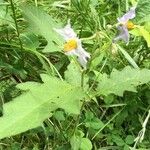 Solanum carolinense Folla