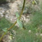 Lysimachia foemina Likasa
