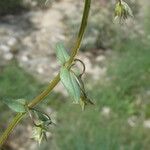 Lysimachia foemina Blad