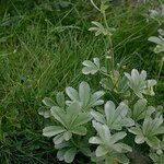 Potentilla valderia Habit