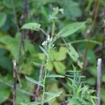 Eupatorium hyssopifolium 叶