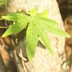 Dombeya acutangula Hoja