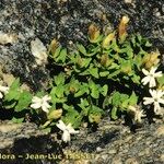 Silene cordifolia Habit