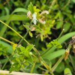 Leucas glabrata Flower