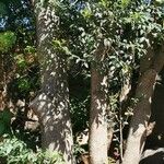 Syzygium paniculatum Hábito