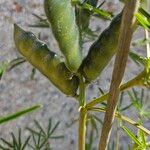 Lupinus angustifolius Fruit