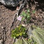 Geranium viscosissimum Habit