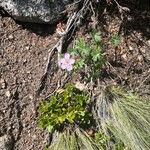 Geranium viscosissimum Elinympäristö