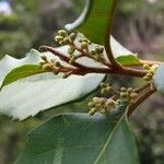 Maesa lanceolata Flower