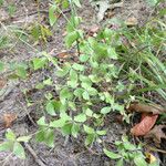 Galium circaezans Habitat