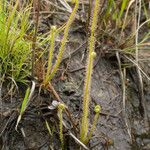 Drosera filiformis Συνήθη χαρακτηριστικά