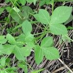 Cleome rutidosperma Leaf