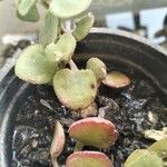 Crassula multicava ഇല