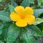 Turnera ulmifolia花