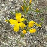 Linum flavum L. subsp. scabrinerve.花