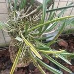 Brassavola nodosa Leaf