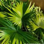 Livistona chinensis Folha