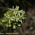 Saponaria bellidifolia Цвят