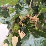 Quercus garryana Blad