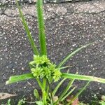 Cyperus eragrostisKwiat