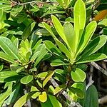 Baloghia neocaledonica Leaf