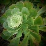 Aeonium undulatum Лист