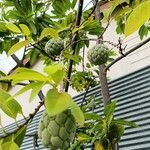 Annona squamosa 果實