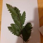 Quercus trojana Leaf