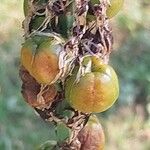 Asphodelus macrocarpus Fruit