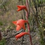 Gladiolus watsonioides Blomst