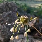 Allium oleraceum Flor