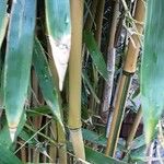 Phyllostachys aurea кора