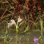 Crinum ornatum Hábito