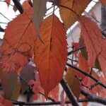 Prunus sargentii Leaf