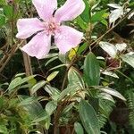 Tibouchina mutabilisFulla