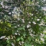 Deutzia crenata आदत