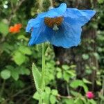 Meconopsis betonicifolia Flor