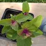 Chenopodium giganteum অভ্যাস