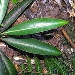 Psychotria belepensis पत्ता