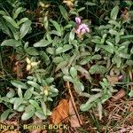 Plumbago europaea Hábito