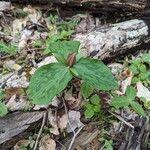 Trillium sessile葉