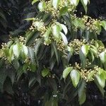 Cinnamomum burmanni Blad
