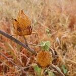 Hibiscus lunariifolius Fruit